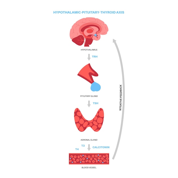 Diagramma del sistema della ghiandola tiroidea. illustrazione vettoriale di produzione di ormoni t3, t4 e calcitonina.