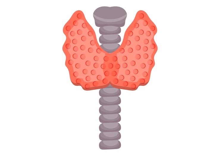 Vector thyroid gland vector illustration isolated on white background human thyroid gland on flat style