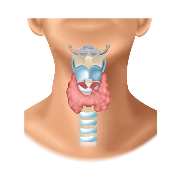 Vector thyroid gland