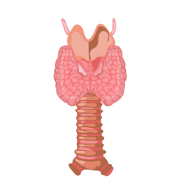 Vector thyroid gland