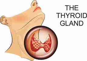 Vector thyroid gland