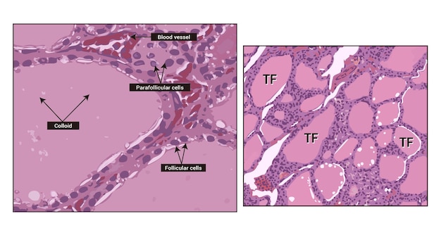 Vector thyroid histologie