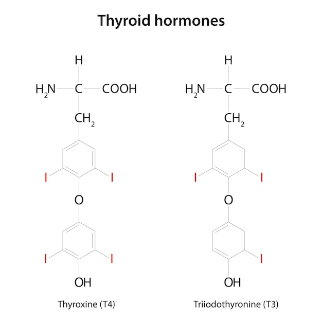 ベクトル 甲状腺ホルモンのチロキシンとトリヨードチロニン