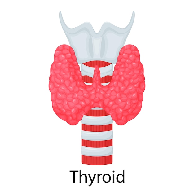 Vettore tiroide. organo umano isolato su sfondo bianco. illustrazione vettoriale. design piatto