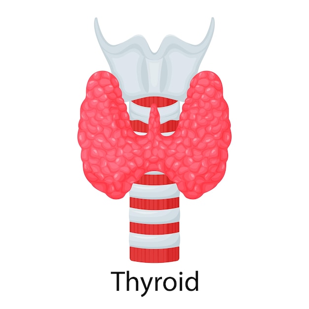 갑상선. 흰색 배경에 고립 된 인간의 장기입니다. 벡터 일러스트 레이 션. 평면 디자인