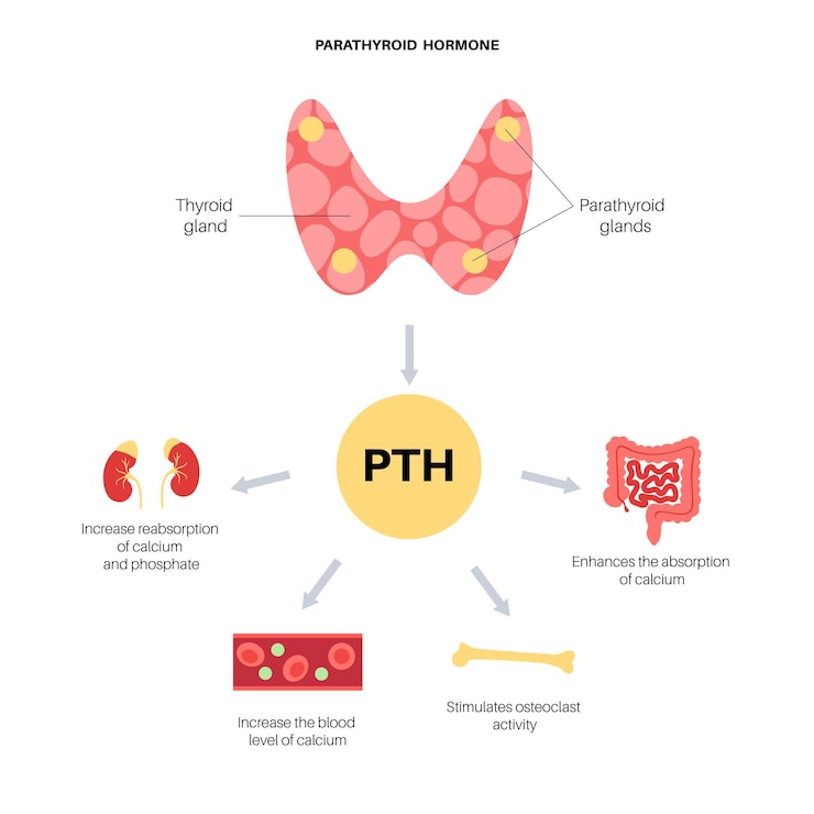 Vector thyroid and parathyroid gland anatomical poster. pth producing. endocrinology clinic concept