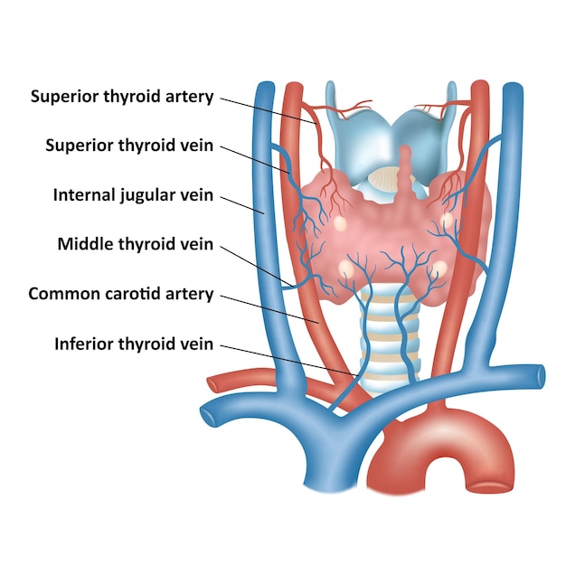 Thyroid parathyroid gland