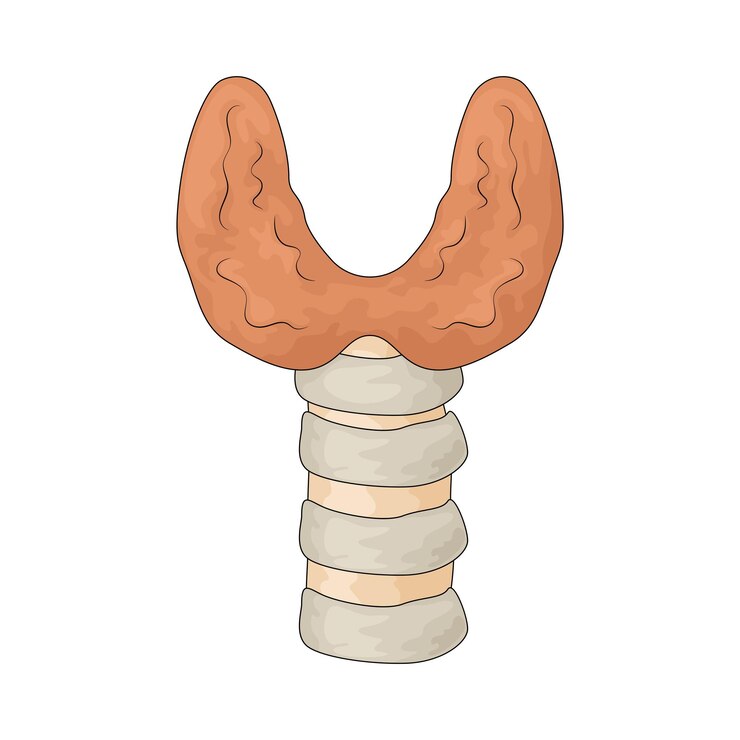 Vector thyroid