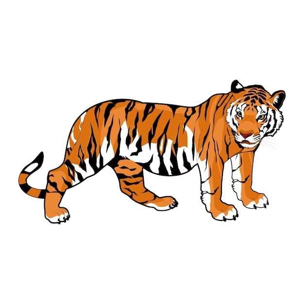 Vector tiger animal