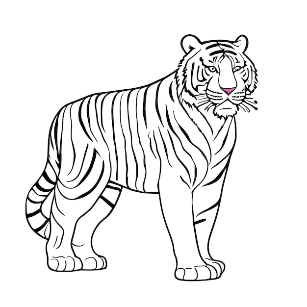 A tiger body on white background vector illustration line art