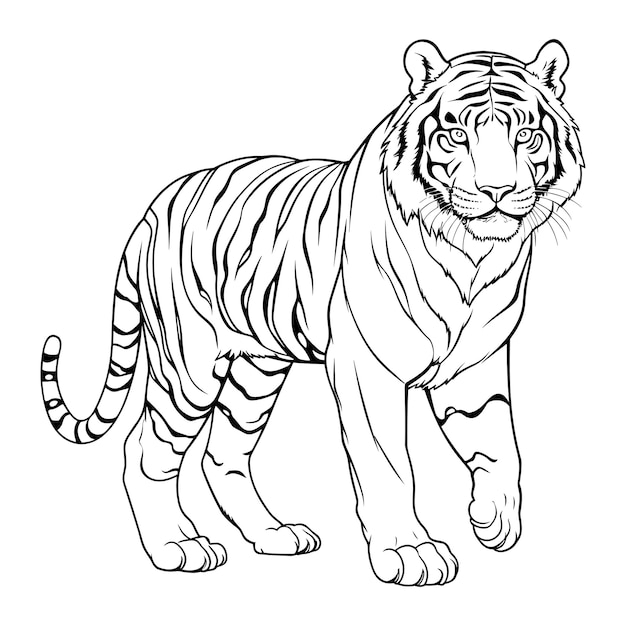 Tiger coloring page for kids