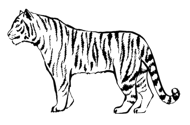 捕食者の入れ墨のロゴの手からインクで描かれた虎虎は絶滅危惧種の動物になります