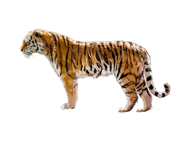 Vettore tigre da una spruzzata di acquerello, disegno colorato, realistico.