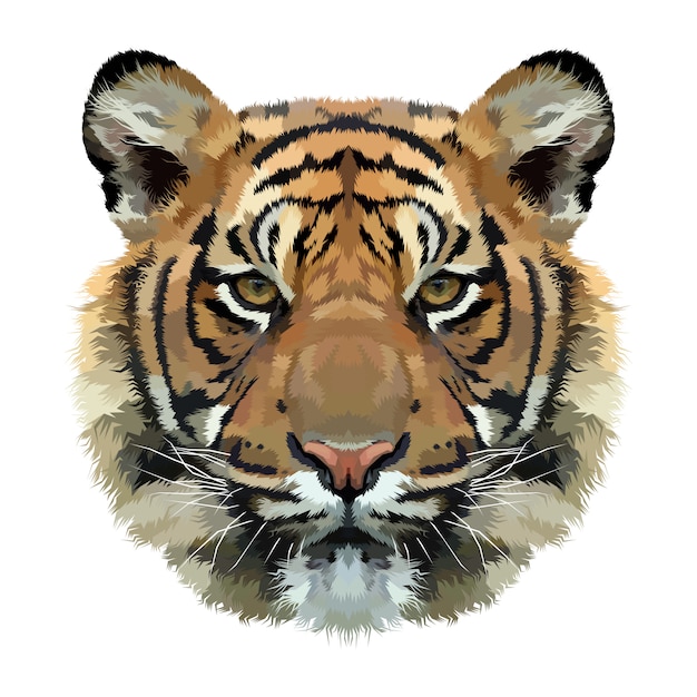 Tiger head isolated on white background