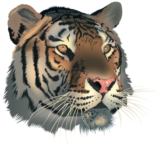 Tiger Head Panthera Tigris