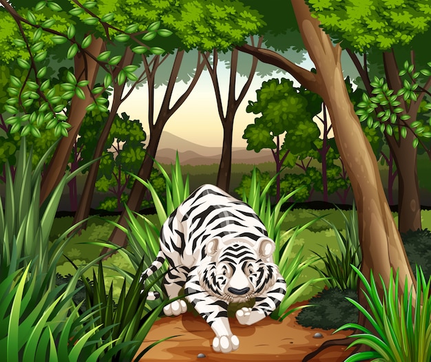 Tiger in the jungle