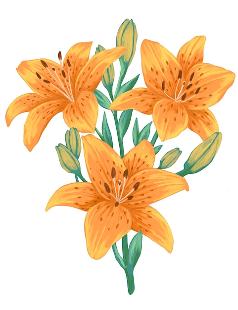tiger lily flower painting illustration