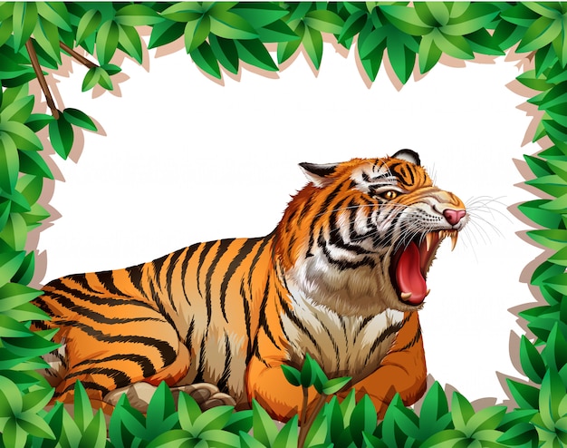 Tiger in nature frame