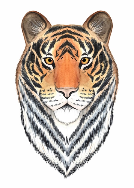 Tiger portrait watercolor illustration