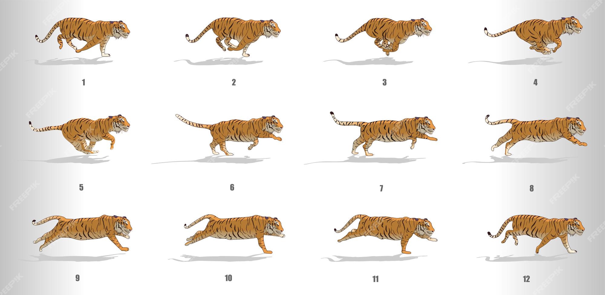 Premium Vector | Tiger run cycle animation sequence Premium Vector | Tiger run cycle animation sequence