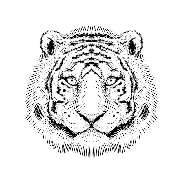 Vector tiger's head drawn in engraving style