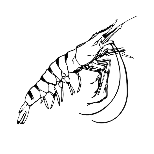 Tiger shrimp black and white vector illustration isolated on a white background