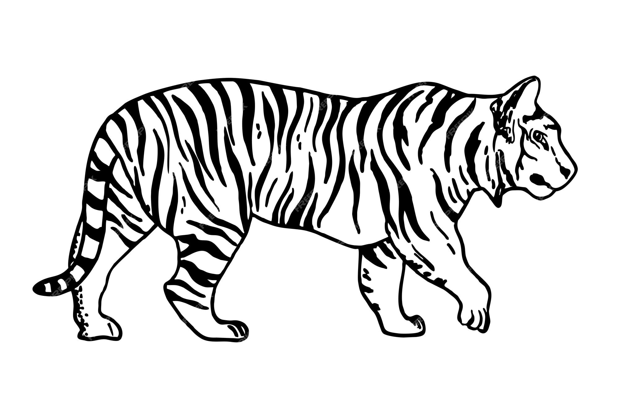 white tiger drawing