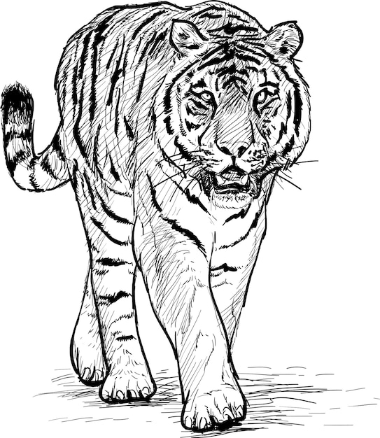 Tigre a piedi disegnare a mano linea nera sketck su sfondo bianco illustrazione vettoriale