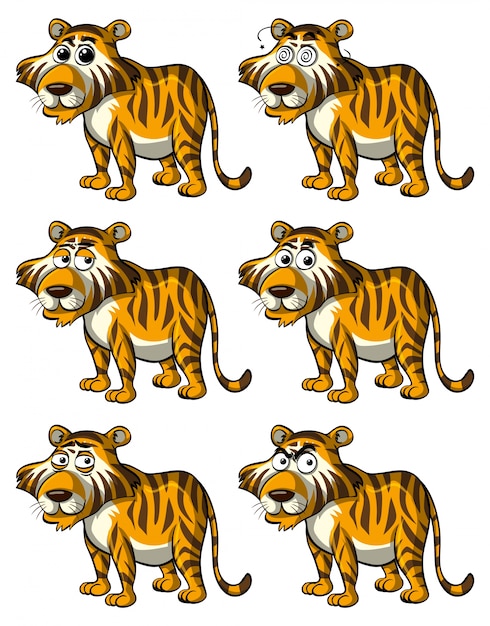 Tigre con diverse espressioni facciali