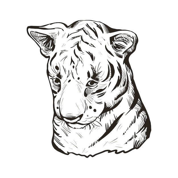 Vector tijgerbaby, portret van exotische dieren geïsoleerde schets. hand getekende illustratie.