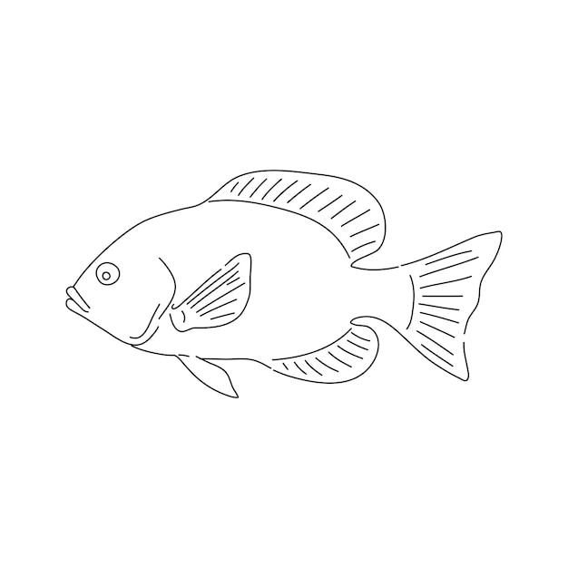 Vector tilapia fish vector illustration in hand drawn style