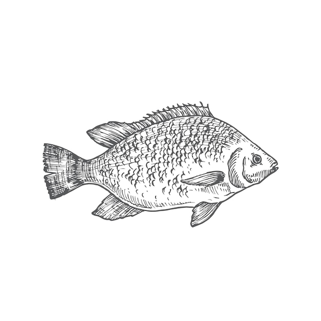 How to Draw Tilapia Fish Easy - YouTube