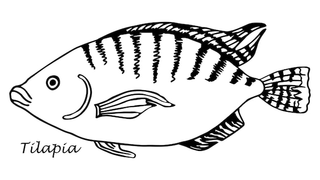 Tilapia vis vector illustratie cartoon platte pictogram geïsoleerd op witte achtergrond