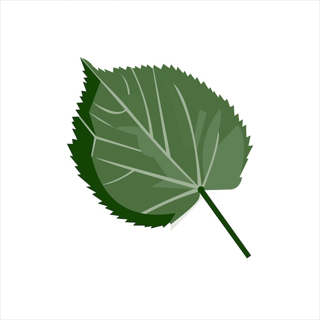 Tilla tomentosa Leaf Vector плоский дизайн графика Иллюстрация 2d HD