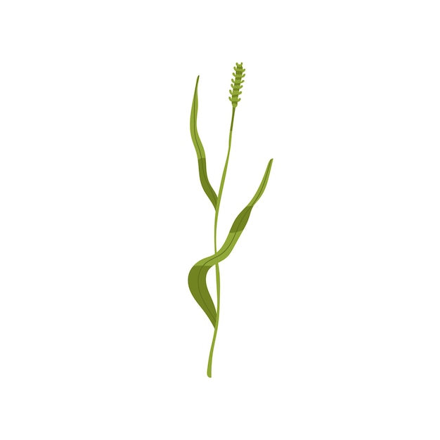 ティモシー草。 Phleum pratense、野生植物。野の花の植物画。葉と小穂のある緑の細い背の高い茎。白い背景に分離された色付きのフラット ベクトル イラスト。