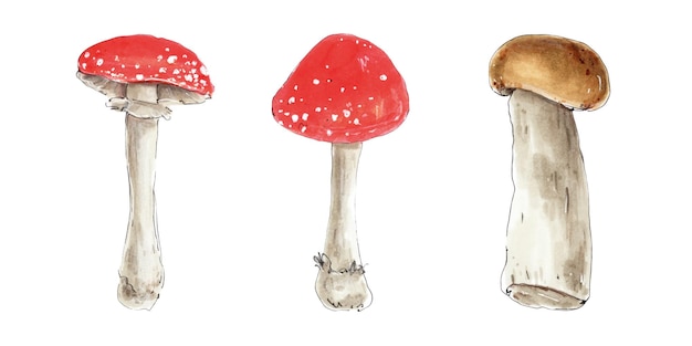 Toadstool red cap mushroom and porcini white mushroom watercolor hand drawn isolated on white