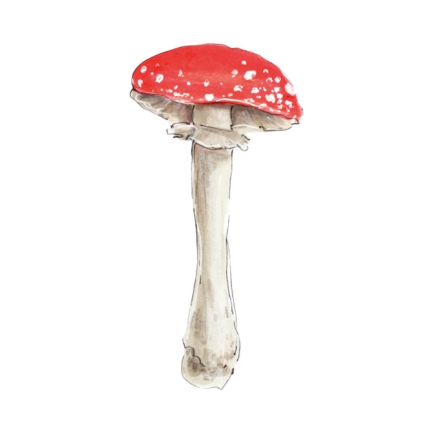 Toadstool red cap mushroom watercolor toxic mushroom hand drawn isolated on white background