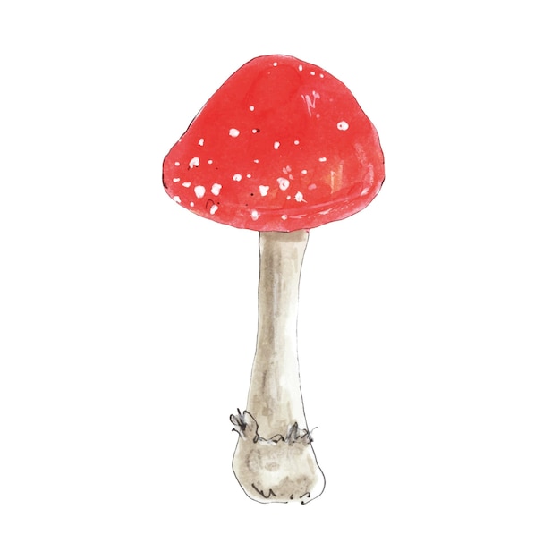 Vector toadstool red cap mushroom watercolor toxic mushroom hand drawn isolated on white background