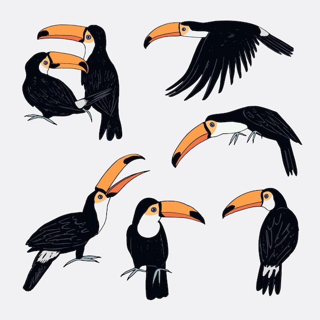 Toekan vogel vector illustraties set