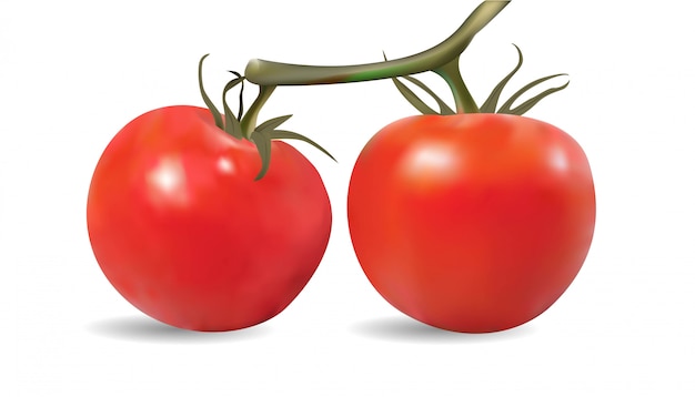 Tomaten geïsoleerd
