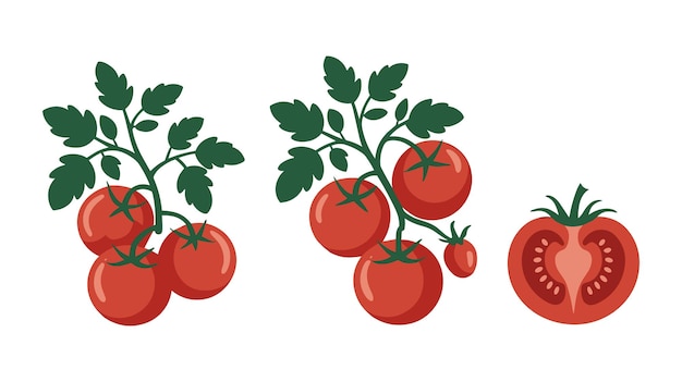 Tomaten op de wijnstok illustratie van rijpe rode vruchten en planten