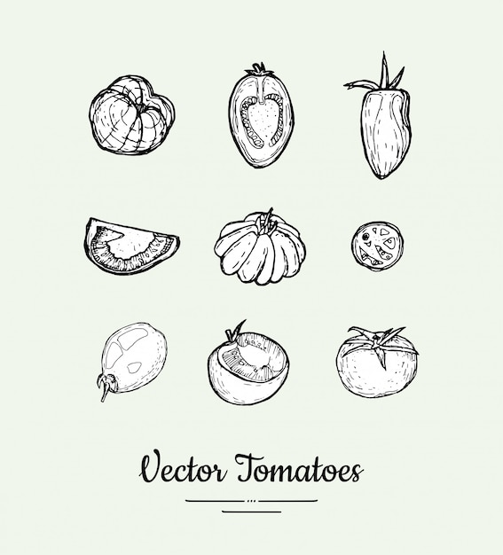 Tomaten vector set. vegetarisch eten lijn hand getrokken illustratie