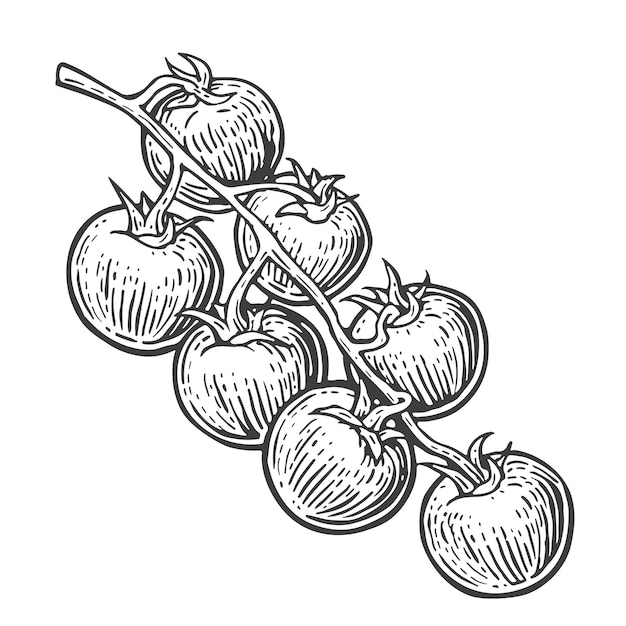 Tomatenbos Vector gegraveerde illustratie geïsoleerd op een witte achtergrond