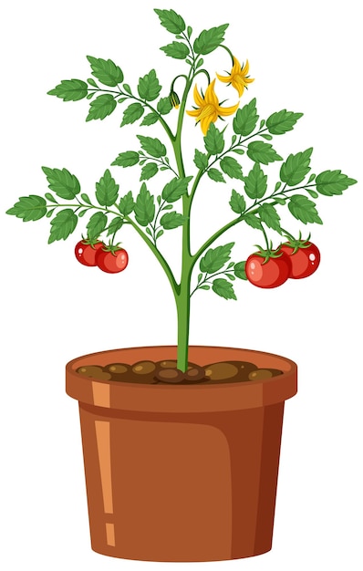 Tomatenplant in potvector