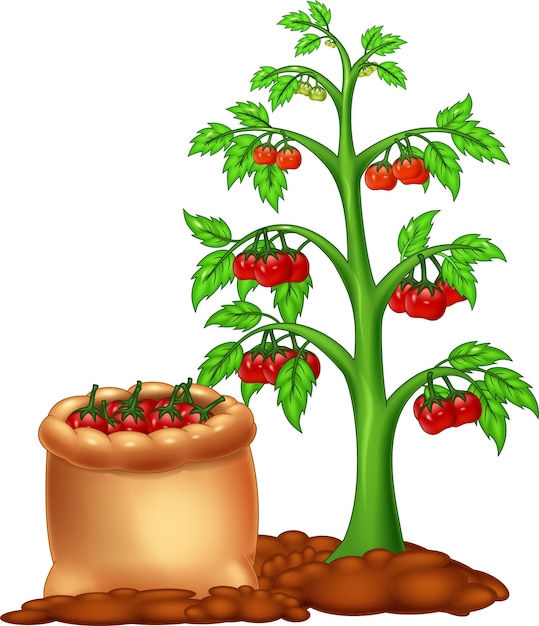 tomatenplant