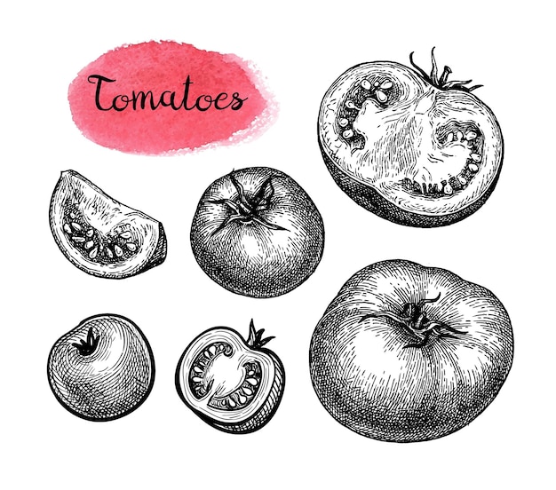 Tomato big set Ink sketch isolated on white background Hand drawn vector illustration