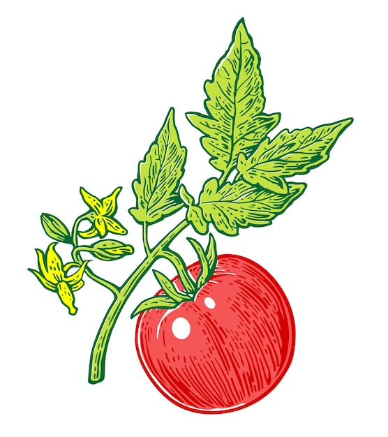 Куча помидоров с векторной гравировкой листьев на белом фоне