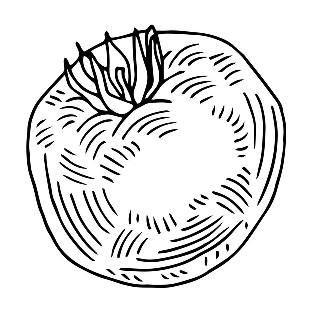 tomato doodle icon in sketch style