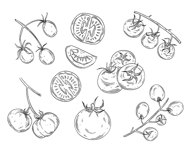 Tomato hand drawn vector set isolated  Hand drawn whole tomatoes slices half and cherry tomatoes