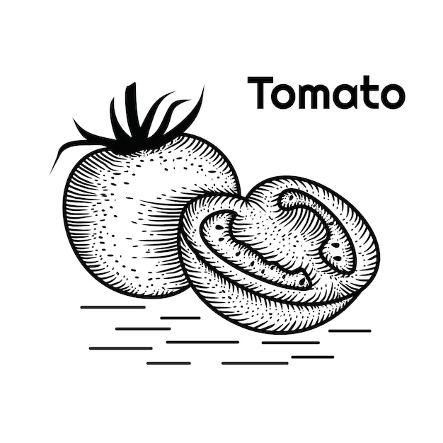 Tomato hand drawn